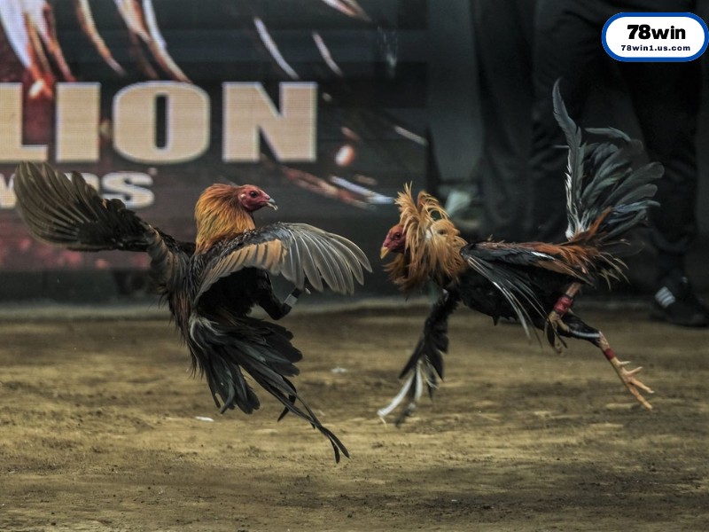 Bí Quyết Soi Kèo Đá Gà Cựa Sắt Từ Chuyên Gia