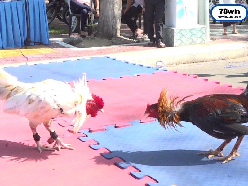 Kinh Nghiệm Vàng Khi Xem và Soi Kèo Đá Gà Thomo