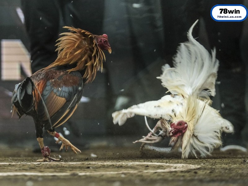 “Vũ Khí” Của Chiến Kê_ Các Loại Cựa Sắt Phổ Biến